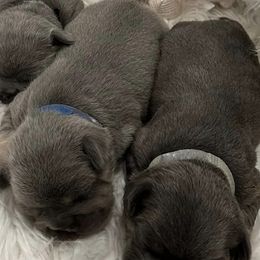 French Bulldogs from Alicia's French Bulldogs