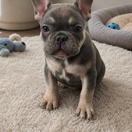 Phineas - Blue male French Bulldog puppy in Ludowici, Georgia from Royal Destiny Kennels