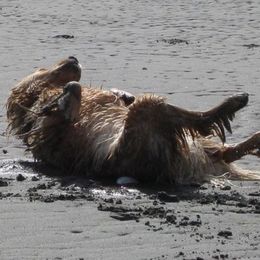 Golden Retriever All Grown Up from Beachwood Golden Retrievers