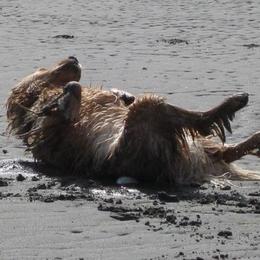 Golden Retriever All Grown Up from Beachwood Golden Retrievers