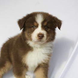 Chrissy - Red tri-color female Australian Shepherd puppy in Richmond, Texas from Big Zen Aussies