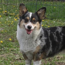 Peach - American Corgi