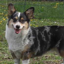 Peach - American Corgi