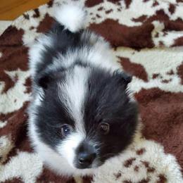 Rowdy - Black parti male Pomeranian puppy in Bellevue, Iowa from Fluffy Wonders Poms and Doodles