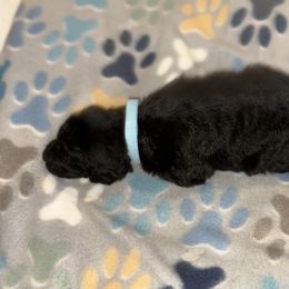 Goldendoodle and Poodle Puppies from Southern Stroll Poodles & Doodles