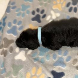 Goldendoodle and Poodle Puppies from Southern Stroll Poodles & Doodles