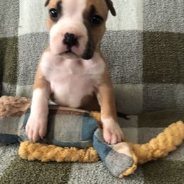 Belly - Fawn female American Staffordshire Terrier puppy in Byron, Georgia from Lelani