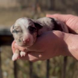 Flower - Blue merle female Miniature Australian Shepherd puppy in Ardmore, Oklahoma from Tribal Rose Aussies