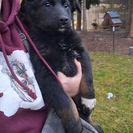 Halar - Australian Shepherd puppy from Cart River Aussies
