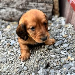 Female- Yellow - Cream female Dachshund puppy in Licking, Missouri from Bean Creek Dachshunds & Terriers