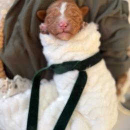 Ace - Red male Cavapoo puppy in Queen Creek, Arizona from Sunny Doodles