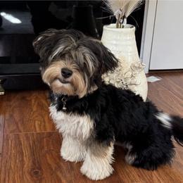Luigi - Parti male Yorkshire Terrier puppy in Antioch, Nevada from Precious Puppies