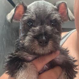 Chloe - Salt and pepper female Miniature Schnauzer puppy in Bloomington, California from Michael's Minis