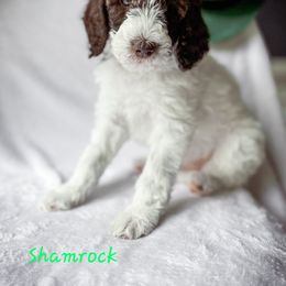 Goldendoodle Puppies from Garden City Doodles, LLC