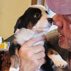 Elena - Black female Working Dog Cross puppy in Nevada, Missouri from Briarwood Collies