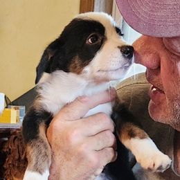 Elena - Black female Working Dog Cross puppy in Nevada, Missouri from Briarwood Collies