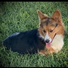 Pembroke Welsh Corgi Puppies from Conley Pembroke Welsh Corgis