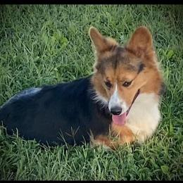 Pembroke Welsh Corgi Puppies from Conley Pembroke Welsh Corgis