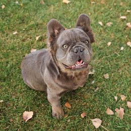 Bobby - French Bulldog