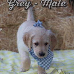 Golden Retriever Puppies from Valley County Goldens