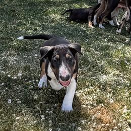 Mongo - Black tan and white male Bull Terrier puppy in Sprauge, Washington from Mark My Words Bull Terriers