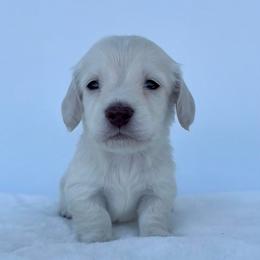 Asher - Cream male Dachshund puppy in Sacramento, California from HEFFERNAN HOUNDS