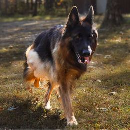 Roxy - German Shepherd