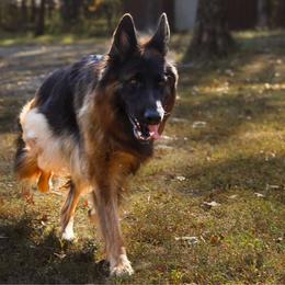 Roxy - German Shepherd