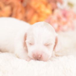 Cadbury -- full AKC Cream - Cream female Dachshund puppy in Neosho, Missouri from A Walk In The Park