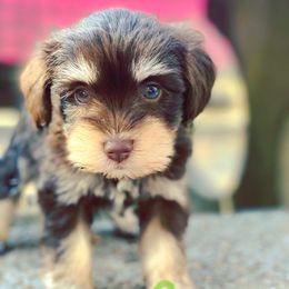 Miniature Schnauzer Puppies from Southern Magnolia Schnauzers