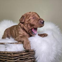 Honey - Red  female Goldendoodle puppy in Woodburn, Indiana from Lengachers Cuddly Doods