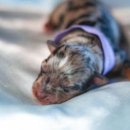 Australian Shepherd, Miniature Australian Shepherd, and Toy Australian Shepherd Puppies from Salty LeBlanc Aussies