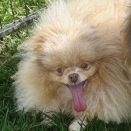 Crystal - Chocolate merle female Pomeranian puppy in Buck Valley, Pennsylvania from Buck Valley Pomeranians