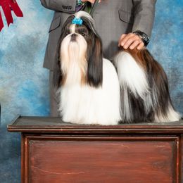 Cade - Shih Tzu