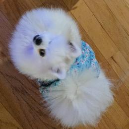 Aalya - Pomeranian