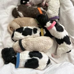 "Jan 5th, 2023" Goldendoodle Puppies from Sammy's Doodles