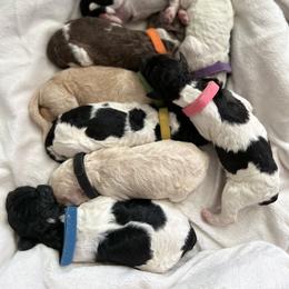 "Jan 5th, 2023" Goldendoodle Puppies from Sammy's Doodles