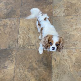 Joey - Cavalier King Charles Spaniel
