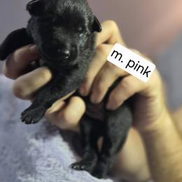 Medium Pink Collar Female - Gold brindle female Dutch Shepherd puppy in Dallas, Georgia from Bluestone Creek Dutch Shepherds
