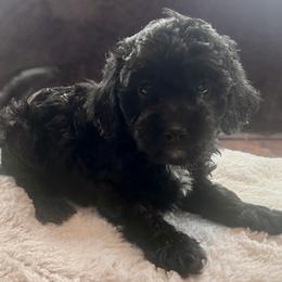 Michael - male Aussiedoodle puppy in Utica, Ohio from Poodle Me Crazy