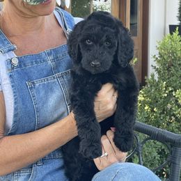 Dorothy - Black female Bernedoodle puppy in Yuba City, California from Ranch House Doodles