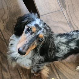 DachGraston Lola Bear at DoxiRose - Dachshund