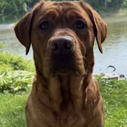 Bernese Mountain Dogs and Labrador Retrievers from Concannon Hill Kennel
