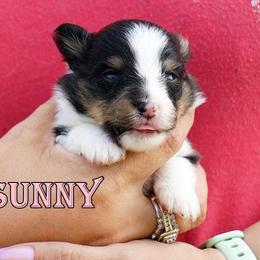 Sunny - Girl - Black & tan female Toy Shetland Sheepdog puppy in Frazeysburg, Ohio from Mountain High Kennels