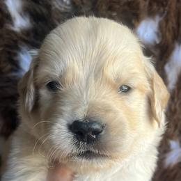 Black male - Golden male Golden Retriever puppy in Jesup, Georgia from Painted Platinum Retrievers (Painted Platinum Kennel) PPK
