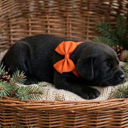 Astrid - Black female Labrador Retriever puppy in Peru, Indiana from Harvest Moon Farms - Indiana English Cream Golden Retrievers