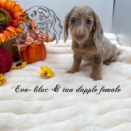 Evo - Dapple female Dachshund puppy in Prairieville, Louisiana from Southern Barron Danes & Dachshunds
