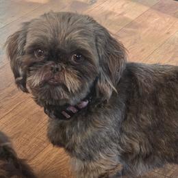 Enzley - Shih Tzu