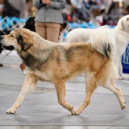 Tibetan Mastiff puppies from Wanderlust Tibetan Mastiffs