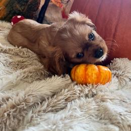 Archie - Ruby male Cavalier King Charles Spaniel puppy in Orrville, Ohio from Heart of a Cavalier